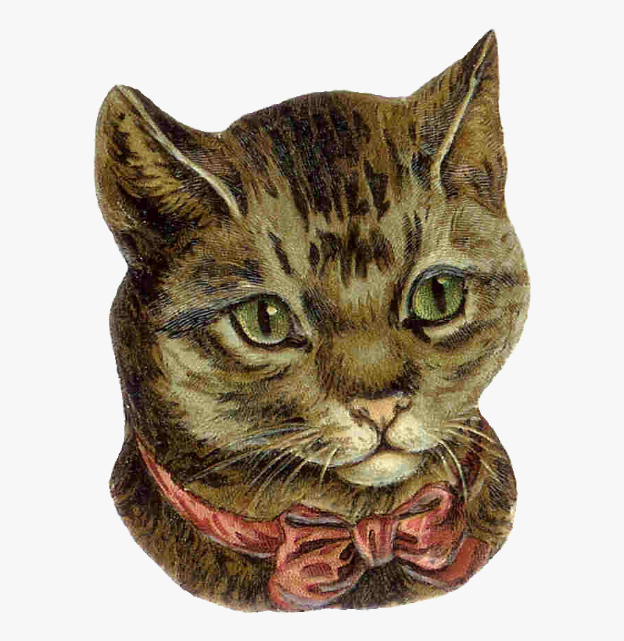 Domestic Short-haired Cat, Transparent Clipart
