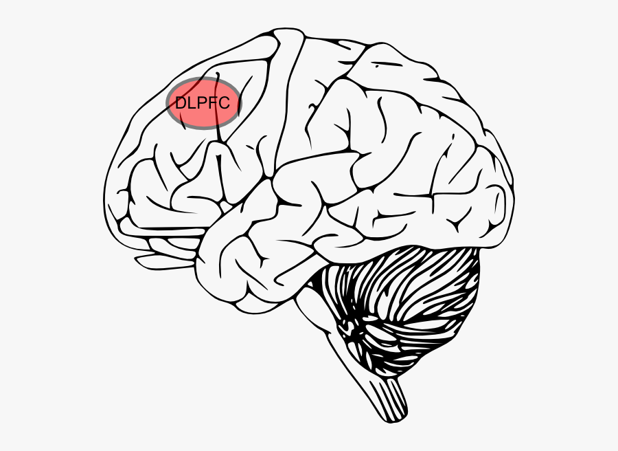 Small Inferior Frontal Cortex, Transparent Clipart