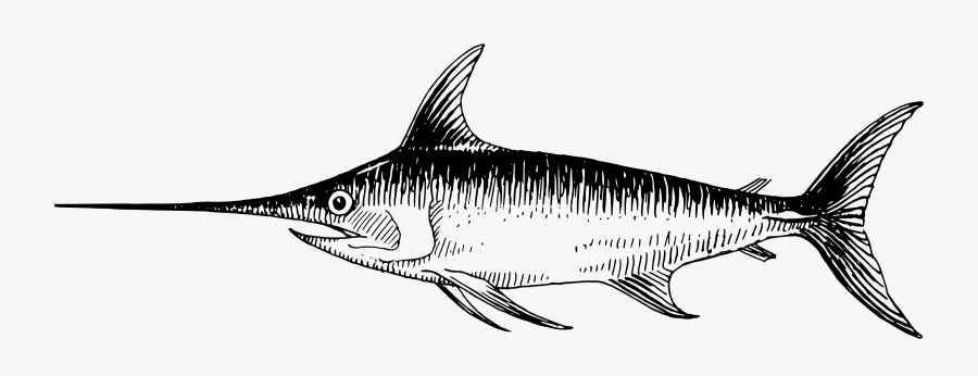 Shark Sketch Pictures - Swordfish Drawing, Transparent Clipart