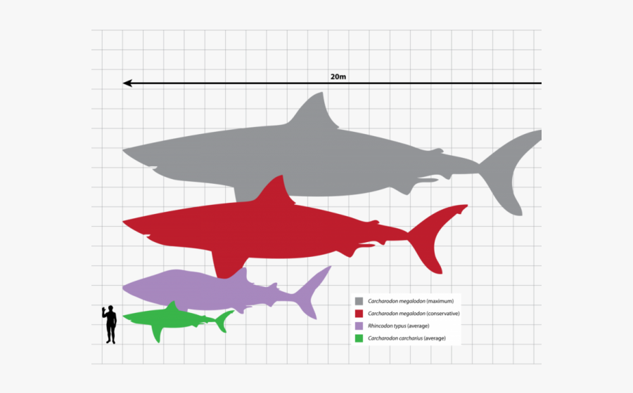 Megalodon Scale, Transparent Clipart