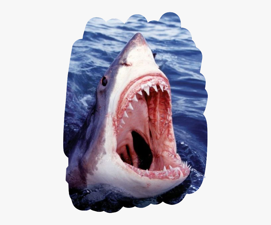 Scsharksticker Sharksticker Shark Teeth Open Freetoedit - Great White Shark Photograph, Transparent Clipart
