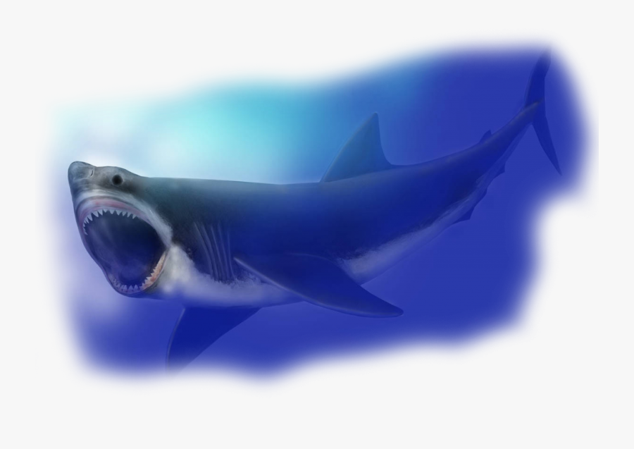 Transparent Megalodon Png - Shark Compared To Great White, Transparent Clipart