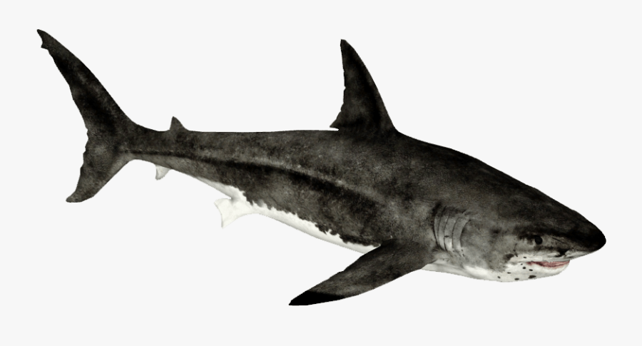 Zoo Tycoon 2 Megalodon, Transparent Clipart
