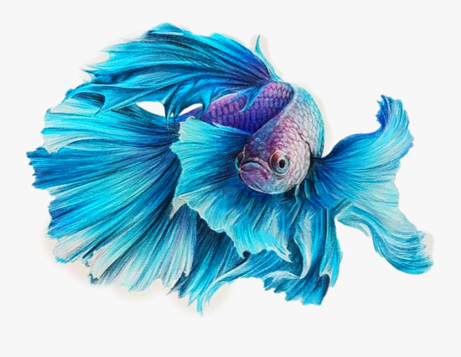 Transparent Betta Fish Clipart - Colored Pencils Drawings Fish, Transparent Clipart