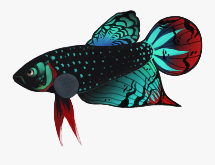 Transparent Fish Png - Betta Png , Free Transparent Clipart - ClipartKey