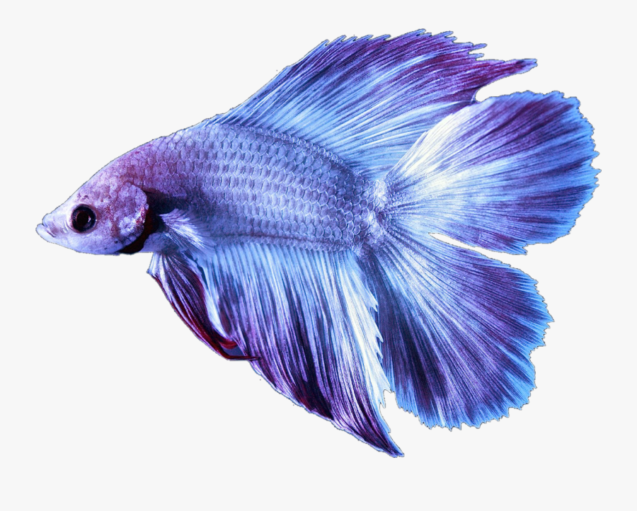 #betta #bettafish #fish #bettasplendens #purple #lilac - Betta Fish Blue And Purple, Transparent Clipart