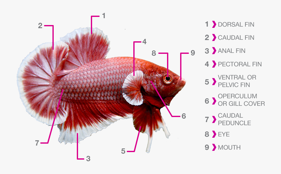 Transparent Ferrets Clipart - Betta Fish Anatomy, Transparent Clipart