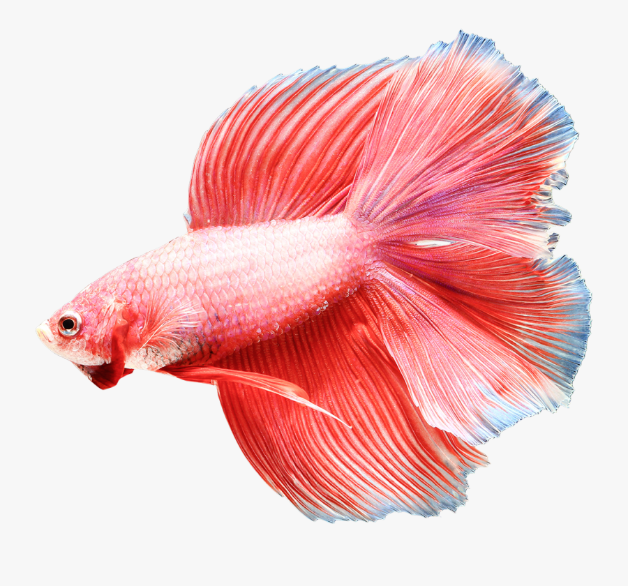Clip Art Buy Fish Online Save - Transparent Background Betta Fish Png, Transparent Clipart