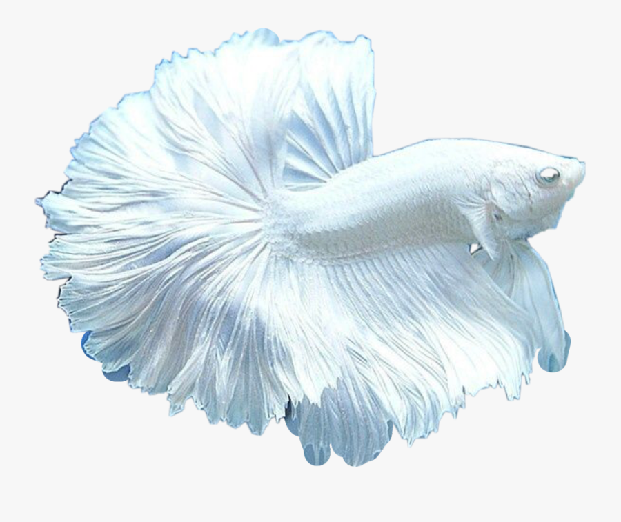 #white #beta #fish #beautiful #pet #freetoedit - Fighter Fish Full Moon, Transparent Clipart