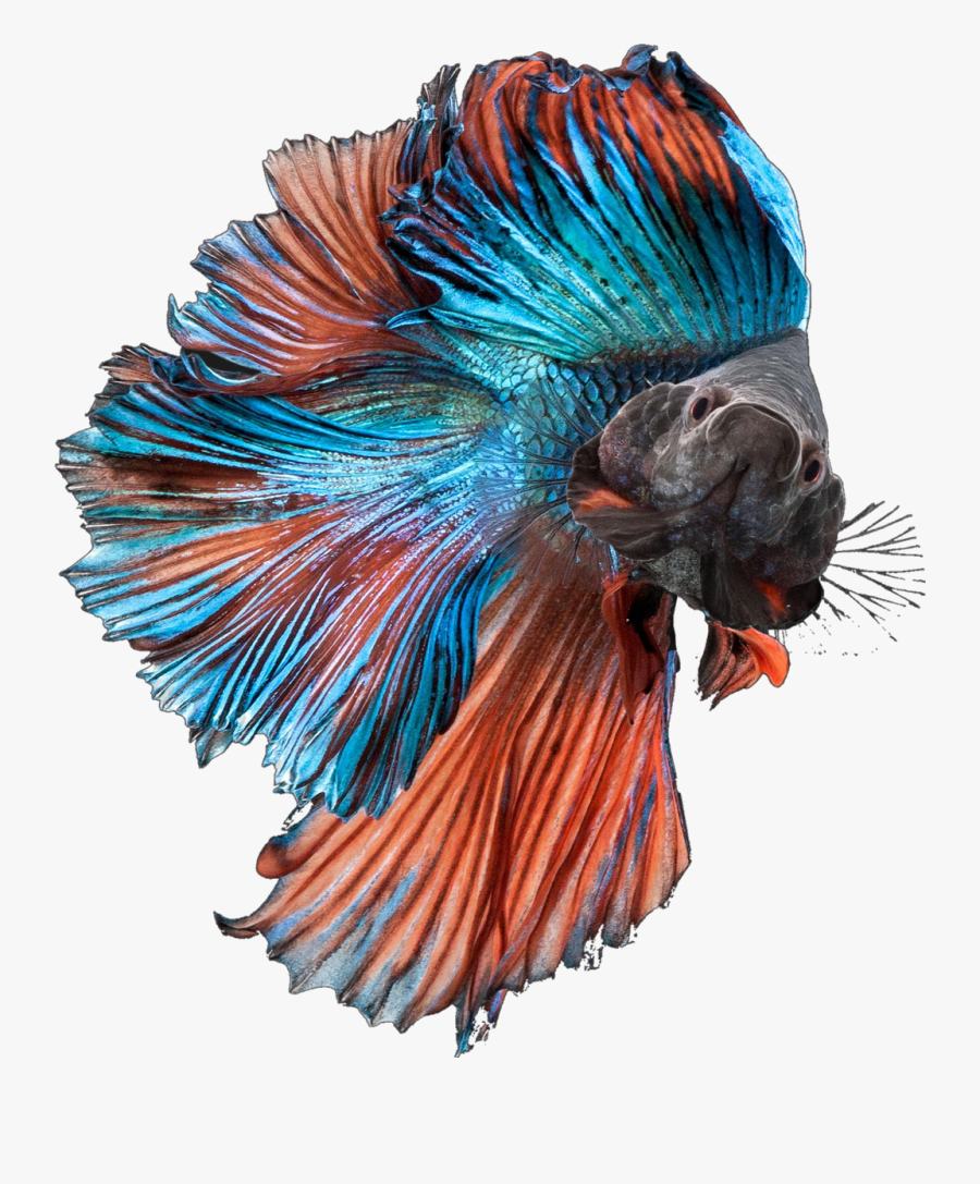 #betta #fish #bettasplendens #bettafish #blue #orange - Attractive Fish, Transparent Clipart