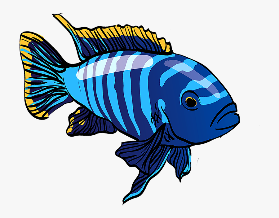 Cichlid Png, Transparent Clipart