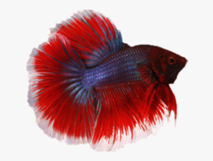 Transparent Betta Png - Transparent Png Betta Png, Transparent Clipart