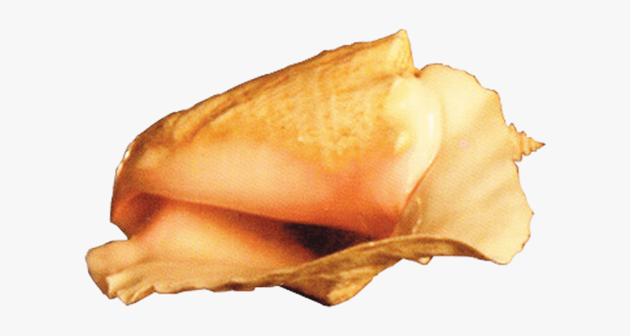 Conch Png, Transparent Clipart