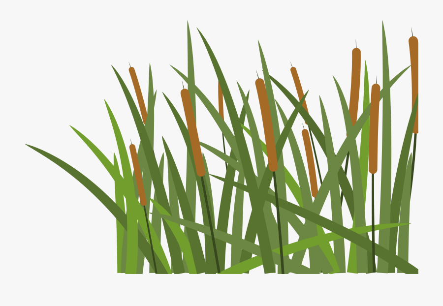 Grass, Transparent Clipart