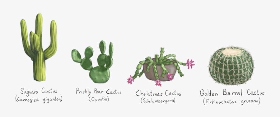 Enkiduu S Art Thread - Cattleya Elongata, Transparent Clipart