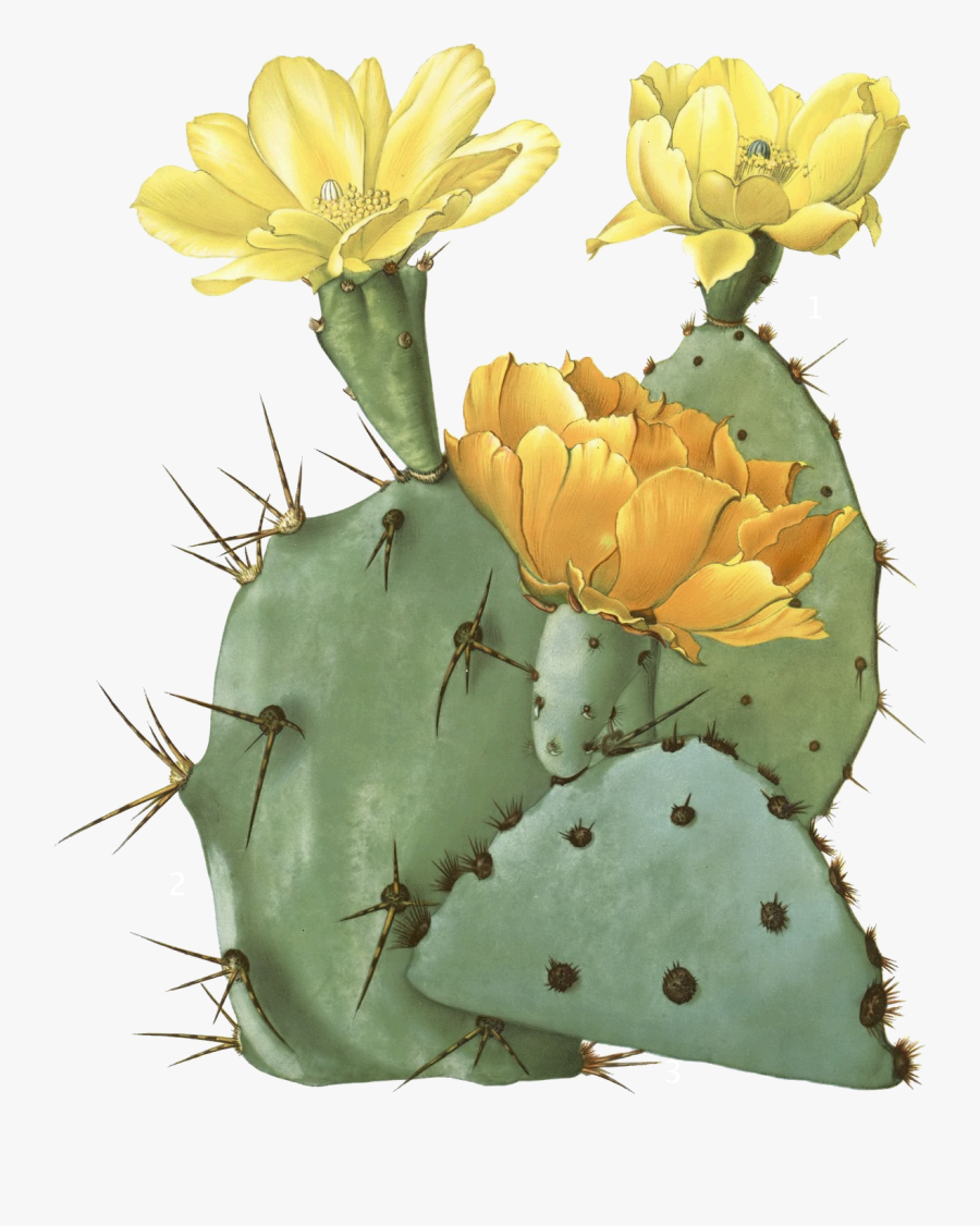Cactus Flower Png - Prickly Pear Cactus Transparent, Transparent Clipart