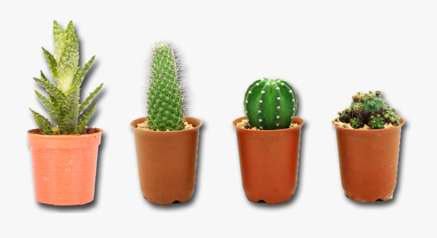 Clip Art Cactus In Planter - Cactus Plant Png, Transparent Clipart