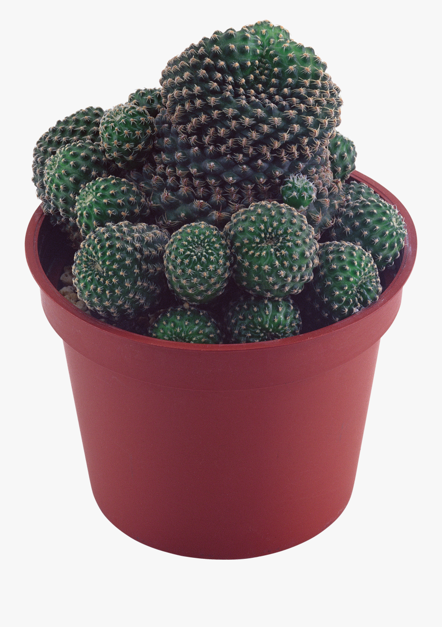 Green Cactus Png Image Green Cactus, Blackberry, Cacti, - Cactus Succulent Png Transparent, Transparent Clipart