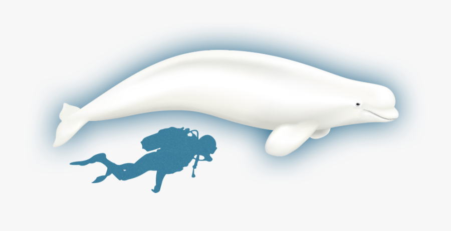 The Whales Of Baffin - Beluga Whale Compared To Human, Transparent Clipart