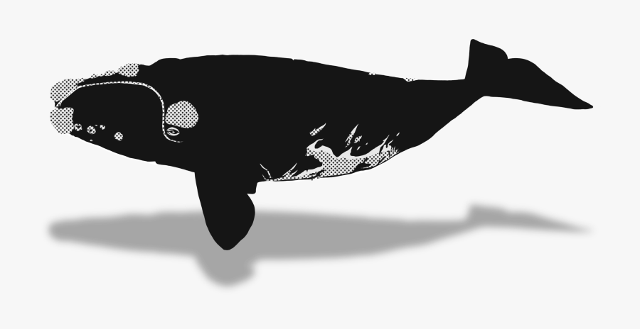 Beluga Whale Clipart Endless Ocean, Transparent Clipart