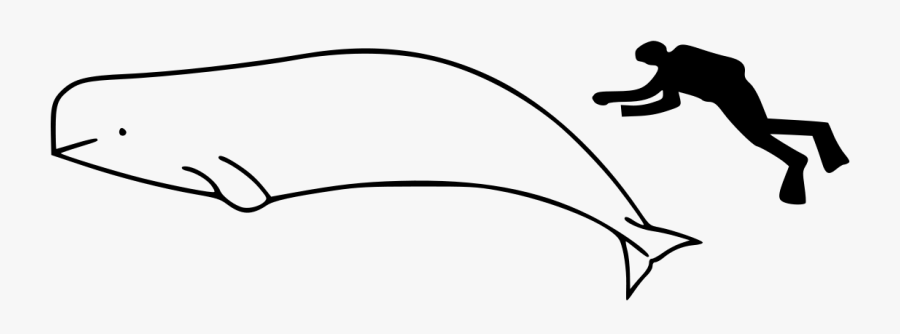 Size Of A Beluga, Transparent Clipart