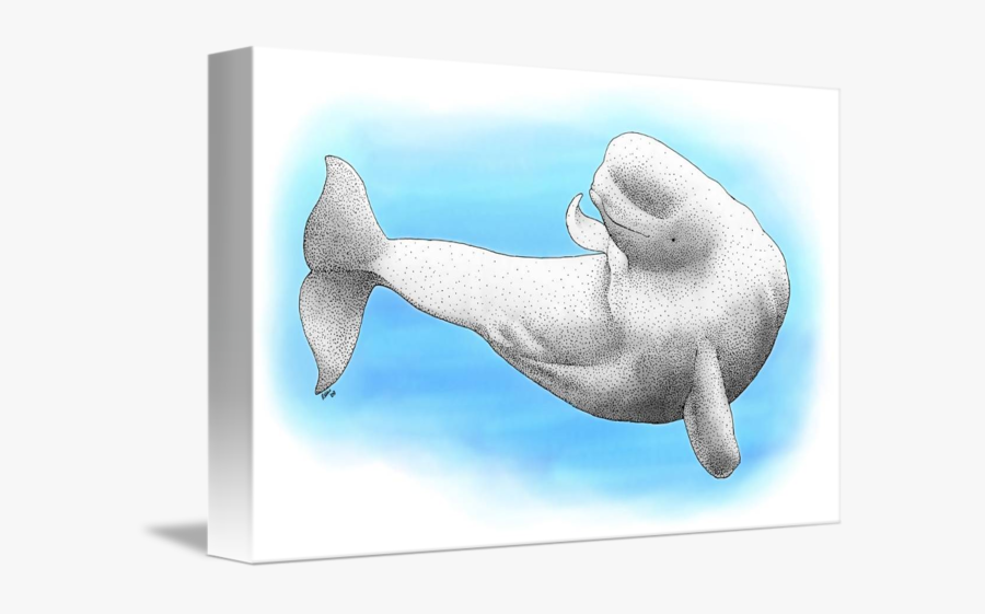 Beluga Whale By Roger Hall - Manatee, Transparent Clipart