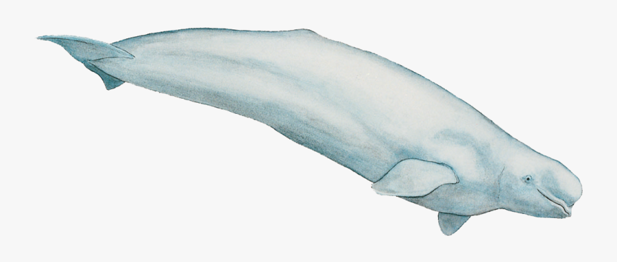 Beluga Whales Online - Dauphin Saint Laurent, Transparent Clipart