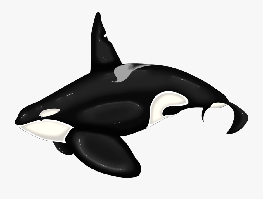 Killer Whale Dolphin Beluga Whale - Killer Whale, Transparent Clipart