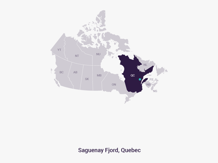 Beluga Whale Clipart, Transparent Clipart