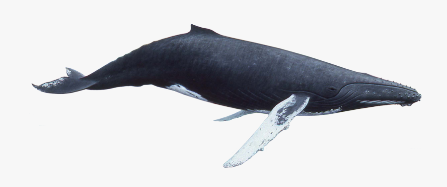 Fish Png Whale - Whale Png, Transparent Clipart