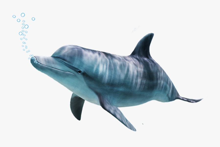 Whale Dolphin Png, Transparent Clipart