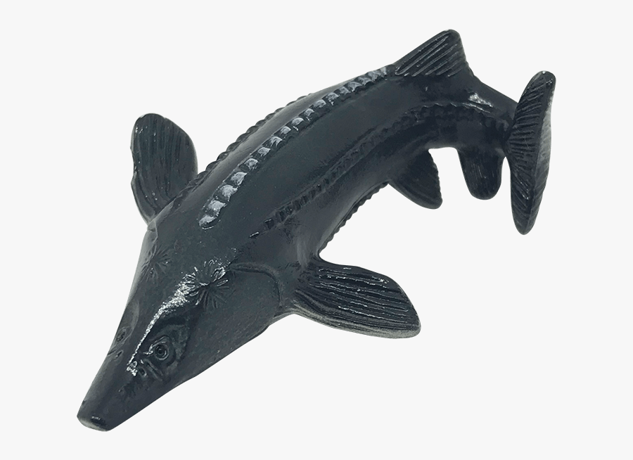 Beluga Sturgeon - Yowie Usa Sturgeon, Transparent Clipart