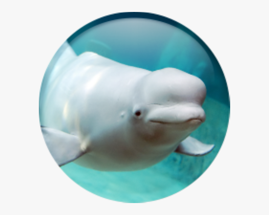 씨랄라워터파크 2인권 2개 - Lotte World Aquarium, Transparent Clipart