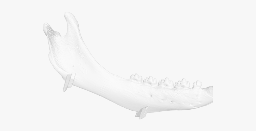 Beluga Whale, Transparent Clipart