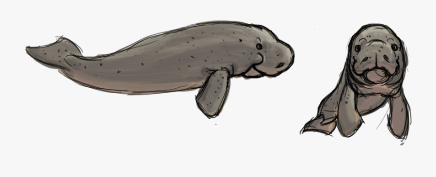 Beluga Whale, Transparent Clipart