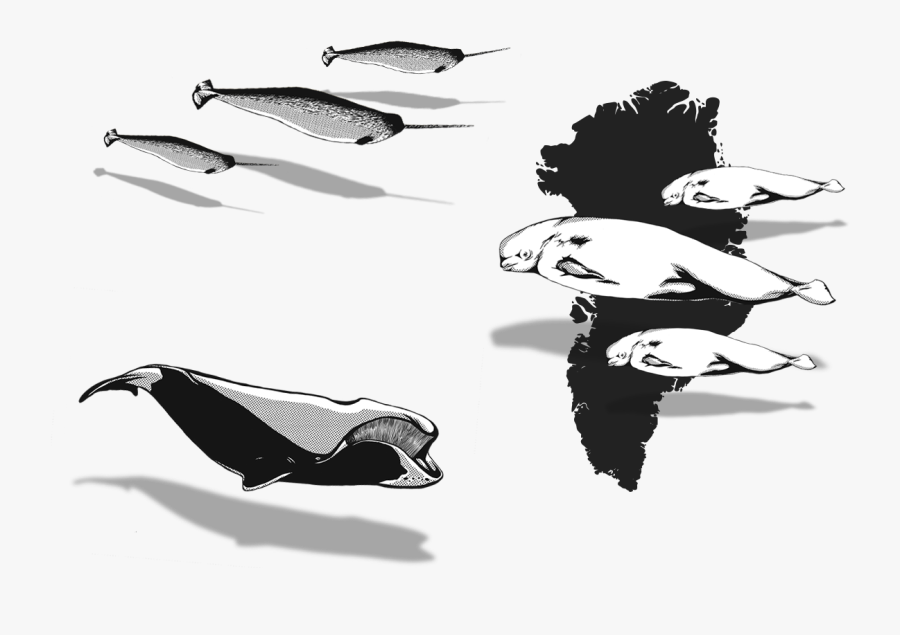 Grönland Black And White, Transparent Clipart
