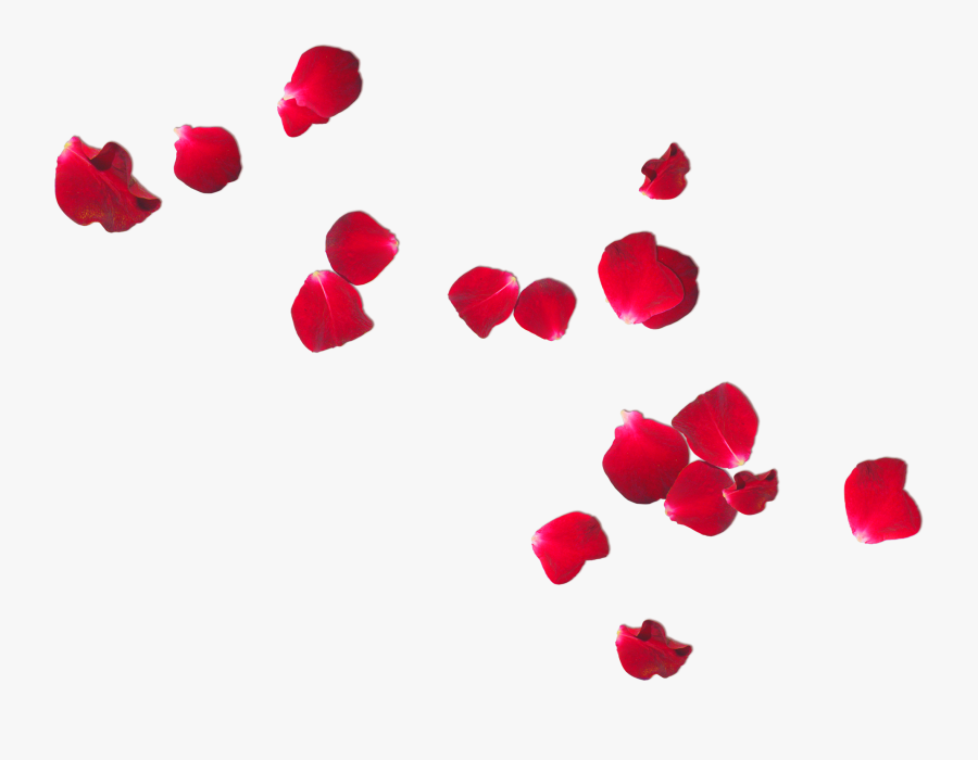 Free Photo Rose Petals Romantic Romance Ring Clipart - Rose Petals Free Png, Transparent Clipart