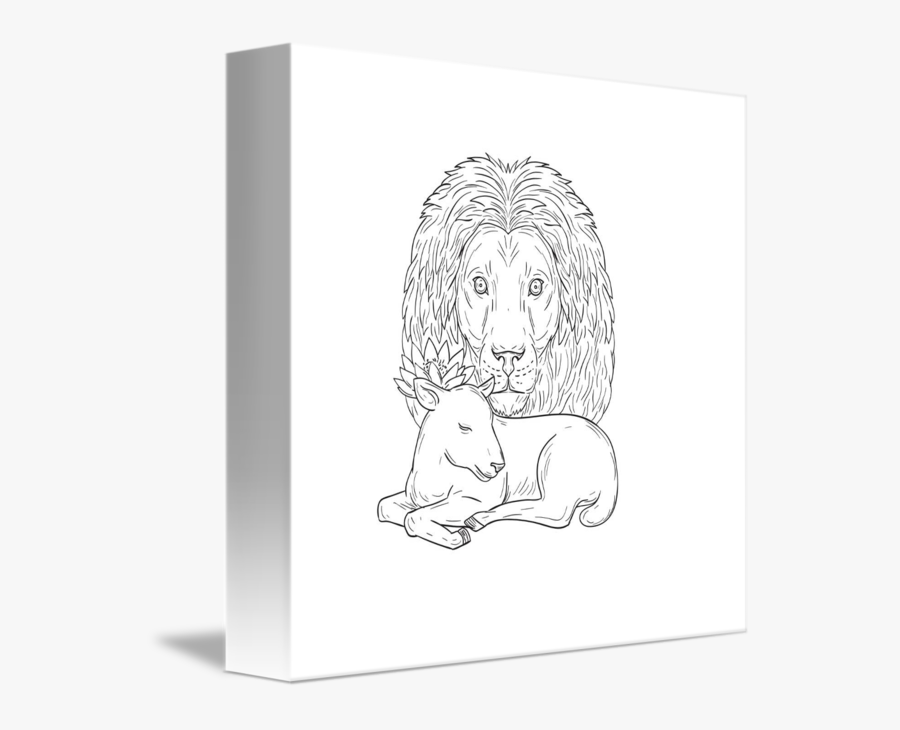 Lion Watching Over Sleeping Lamb Drawing - Sketch, Transparent Clipart