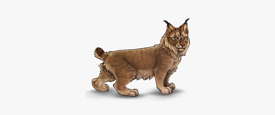 Cat Whiskers Lynx Art Lion - Squitten, Transparent Clipart