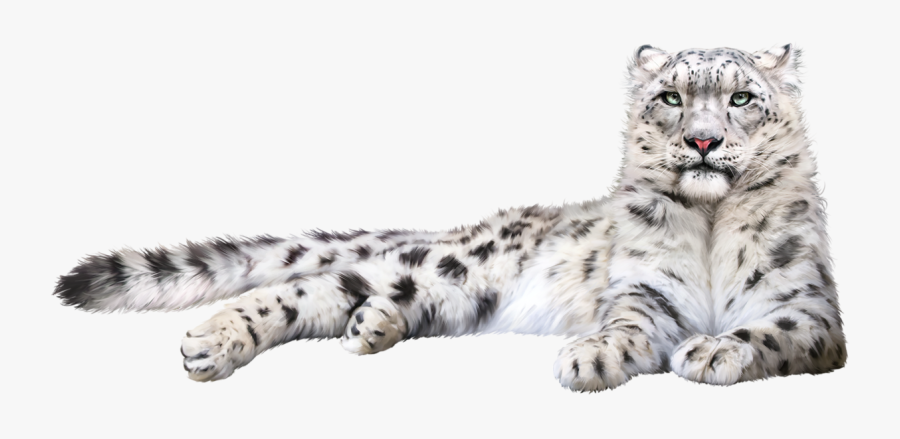 Snow Leopard Felidae Cat Whiskers - Snow Leopard Transparent Background, Transparent Clipart