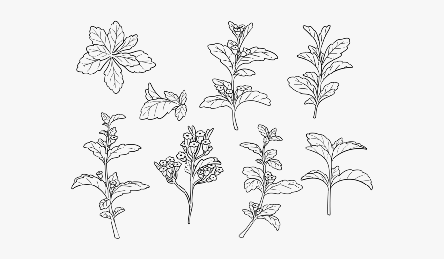 Free Hand Drawn Stevia Vector - Hojas De Stevia Para Colorear, Transparent Clipart