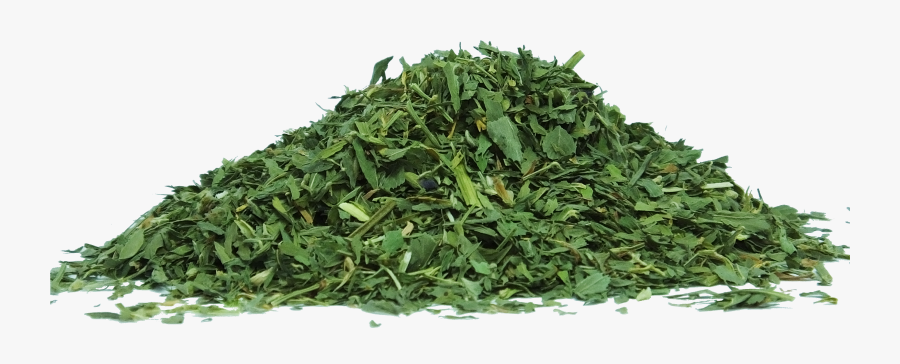 Andrographis Paniculata Dried Herb, Transparent Clipart