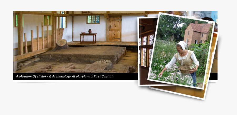A Museum Of Historically & Archaeology At Maryland"s - Tree, Transparent Clipart