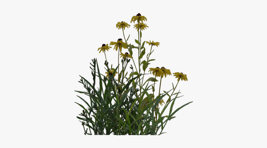 Transparent Architectural Plants Png, Transparent Clipart