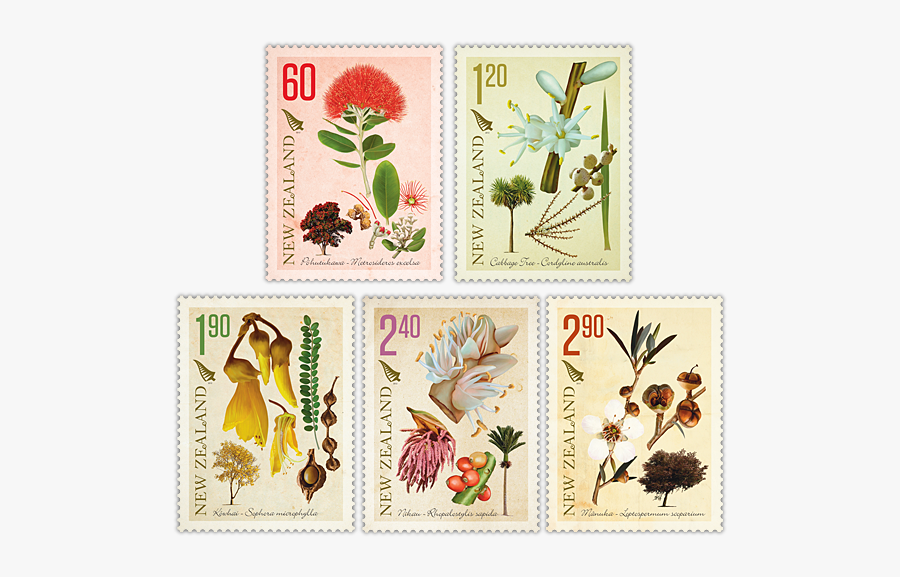 Native Nz Botanical Drawing, Transparent Clipart