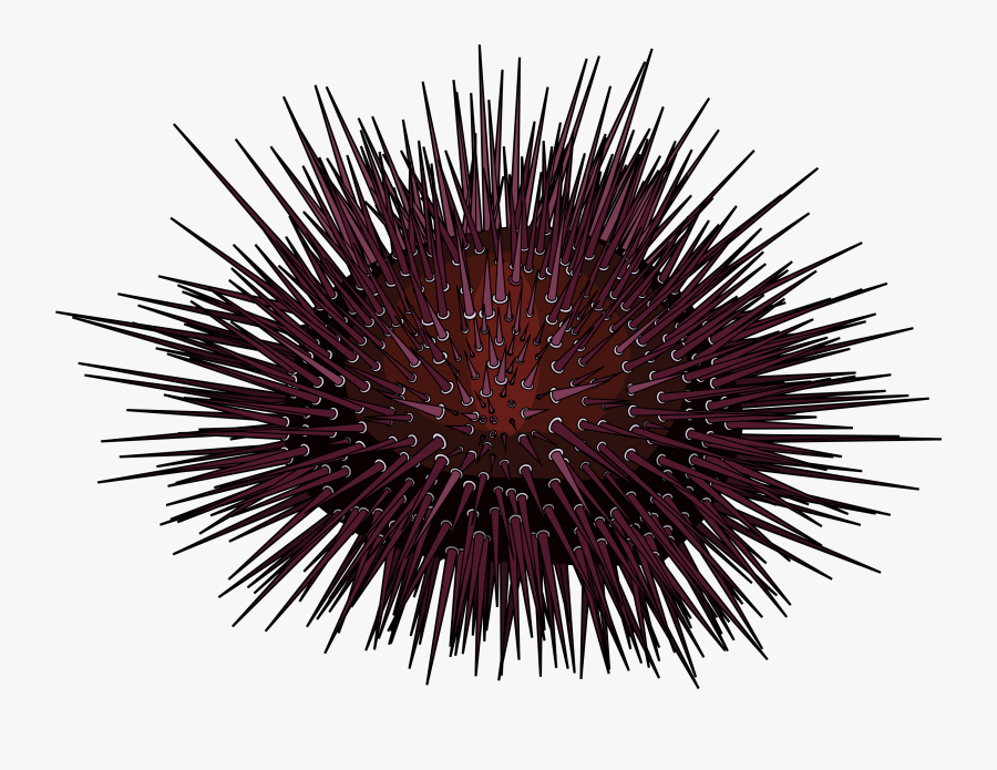Clip Art Urchin Jellyfish Diadema Antillarum, Transparent Clipart
