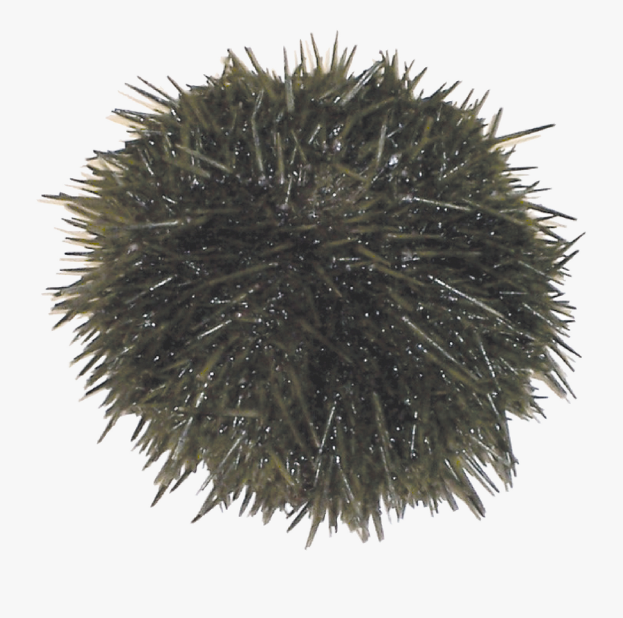 Transparent Sea Urchin Png - Sea Urchin, Transparent Clipart