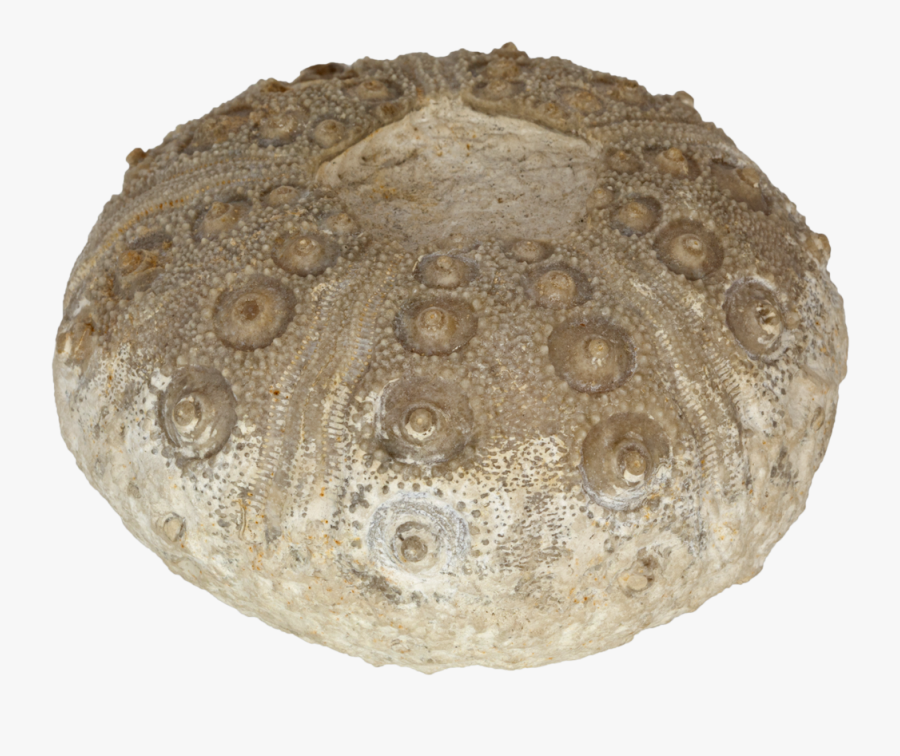 “rhabdocidaris Nobilis” Sea Urchin - Baked Goods, Transparent Clipart