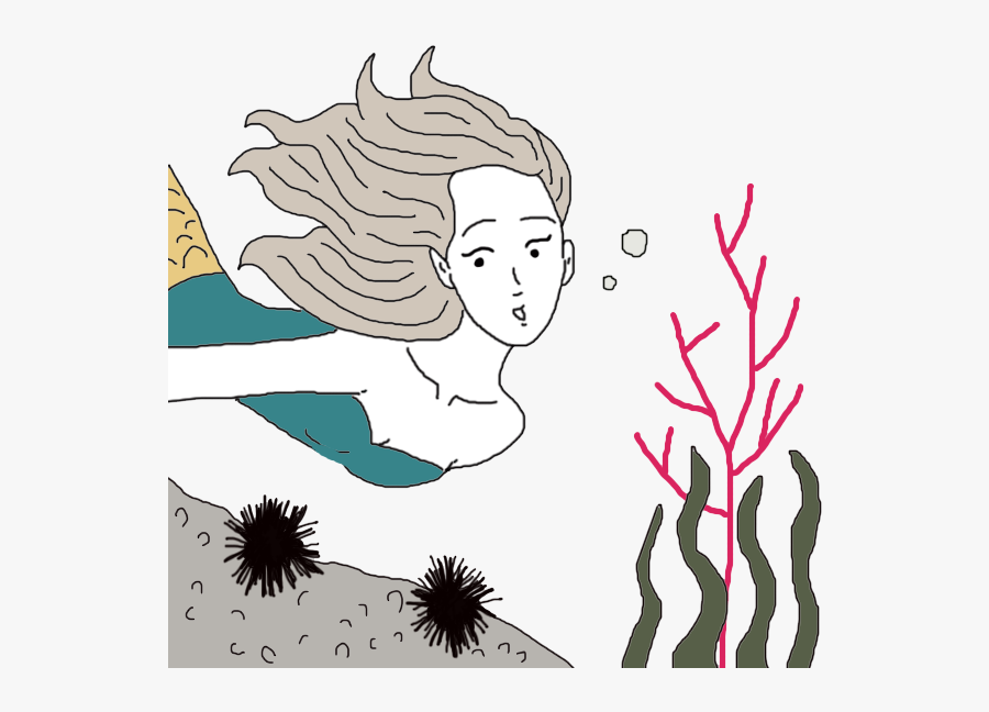 Urchin - Illustration, Transparent Clipart