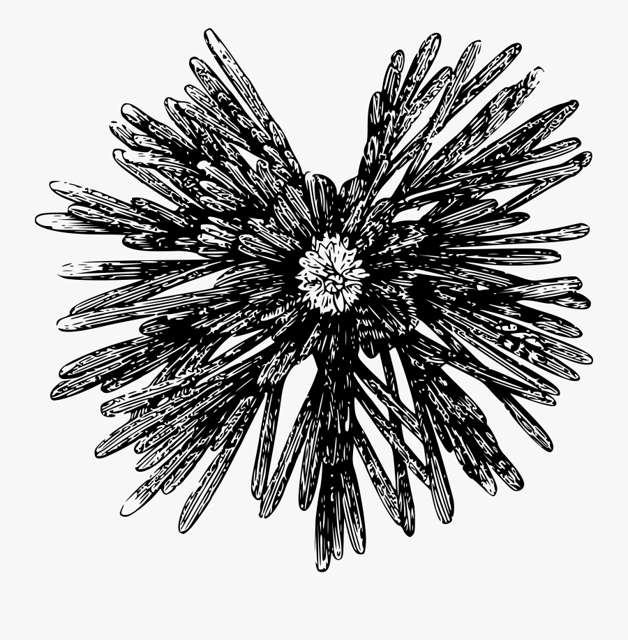 Sketch, Transparent Clipart